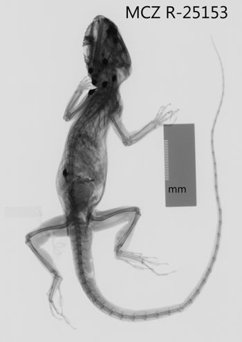 Media type: image;   Herpetology R-25153 Aspect: dorsoventral x-ray